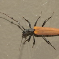 Tropis roei at Acton, ACT - 18 Dec 2020