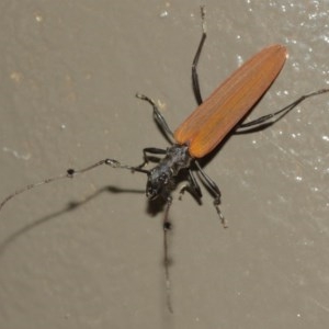 Tropis roei at Acton, ACT - 18 Dec 2020