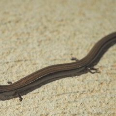 Hemiergis talbingoensis (Eastern Three-toed Earless Skink) at Higgins, ACT - 24 Dec 2020 by wombey