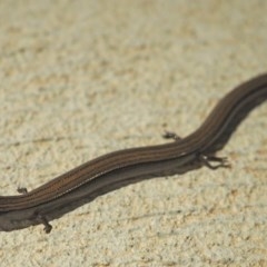 Hemiergis talbingoensis (Three-toed Skink) at Higgins, ACT - 23 Dec 2020 by wombey