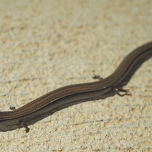 Hemiergis talbingoensis at Higgins, ACT - 24 Dec 2020