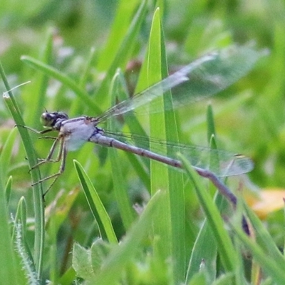 Ischnura heterosticta (Common Bluetail Damselfly) at Pambula, NSW - 25 Dec 2020 by KylieWaldon