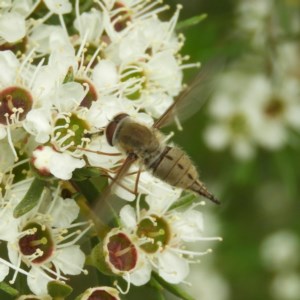 Trichophthalma punctata at Kambah, ACT - 21 Dec 2020