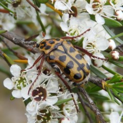Neorrhina punctata (Spotted flower chafer) at Mount Taylor - 21 Dec 2020 by MatthewFrawley