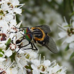 Scaptia sp. (genus) (March fly) at Kambah, ACT - 21 Dec 2020 by MatthewFrawley