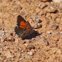 Lucia limbaria (Chequered Copper) at Fyshwick, ACT - 24 Dec 2020 by RodDeb