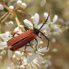 Porrostoma sp. (genus) (Lycid, Net-winged beetle) at Fyshwick, ACT - 24 Dec 2020 by RodDeb