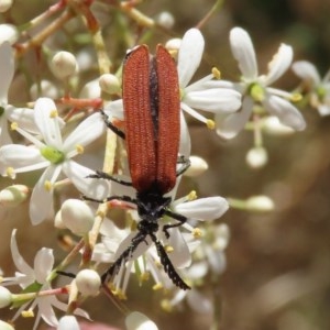 Porrostoma sp. (genus) at Fyshwick, ACT - 24 Dec 2020