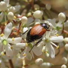 Phyllotocus navicularis (Nectar scarab) at Fyshwick, ACT - 23 Dec 2020 by RodDeb