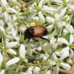 Phyllotocus navicularis at Fyshwick, ACT - 24 Dec 2020