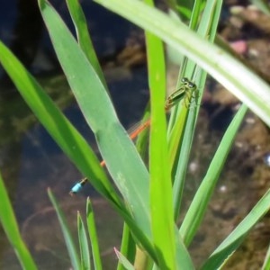 Ischnura aurora at Fyshwick, ACT - 24 Dec 2020