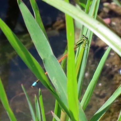 Ischnura aurora (Aurora Bluetail) at Jerrabomberra Wetlands - 23 Dec 2020 by RodDeb