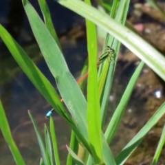 Ischnura aurora at Fyshwick, ACT - 24 Dec 2020