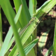 Ischnura aurora at Fyshwick, ACT - 24 Dec 2020