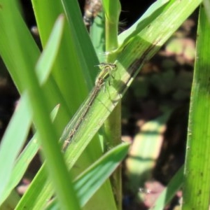 Ischnura aurora at Fyshwick, ACT - 24 Dec 2020