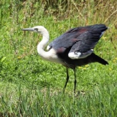 Ardea pacifica (White-necked Heron) at Fyshwick, ACT - 24 Dec 2020 by RodDeb