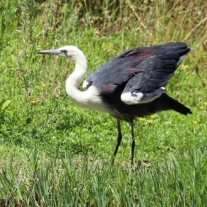 Ardea pacifica at Fyshwick, ACT - 24 Dec 2020