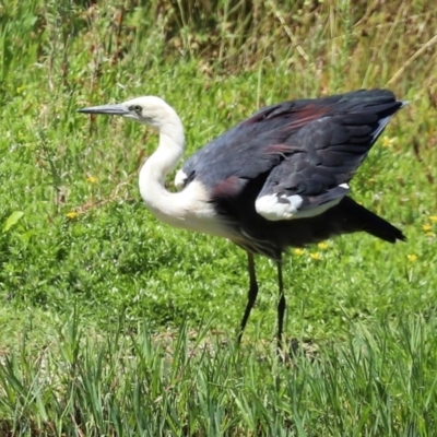 Ardea pacifica (White-necked Heron) at Fyshwick, ACT - 24 Dec 2020 by RodDeb