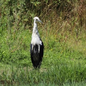 Ardea pacifica at Fyshwick, ACT - 24 Dec 2020