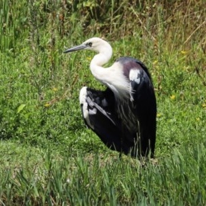 Ardea pacifica at Fyshwick, ACT - 24 Dec 2020