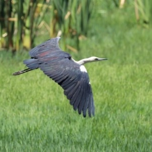 Ardea pacifica at Fyshwick, ACT - 24 Dec 2020