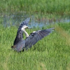 Ardea pacifica at Fyshwick, ACT - 24 Dec 2020