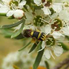 Hylaeus (Euprosopis) elegans (Harlequin Bee) at Mount Taylor - 21 Dec 2020 by MatthewFrawley