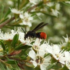 Leucospis sp. (genus) (Leucospid wasp) at Mount Taylor - 21 Dec 2020 by MatthewFrawley