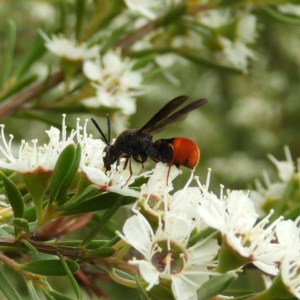 Leucospis sp. (genus) at Kambah, ACT - 21 Dec 2020