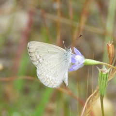 Zizina otis (Common Grass-Blue) at Mount Taylor - 21 Dec 2020 by MatthewFrawley