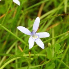 Isotoma fluviatilis subsp. australis (Swamp Isotome) at Mount Taylor - 21 Dec 2020 by MatthewFrawley