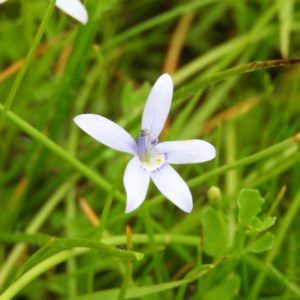 Isotoma fluviatilis subsp. australis at Kambah, ACT - 21 Dec 2020