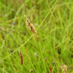 Eleocharis atricha (Tuber Spikerush) at Mount Taylor - 21 Dec 2020 by MatthewFrawley