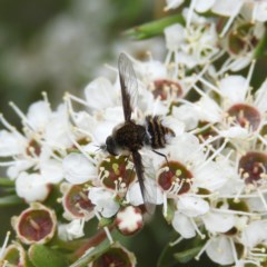 Bombyliidae (family) (Unidentified Bee fly) at Mount Taylor - 21 Dec 2020 by MatthewFrawley