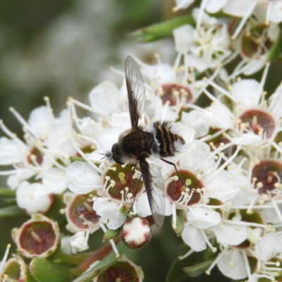 Bombyliidae (family) (Unidentified Bee fly) at Kambah, ACT - 21 Dec 2020 by MatthewFrawley