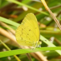 Eurema smilax (Small Grass-yellow) at Kambah, ACT - 23 Dec 2020 by MatthewFrawley