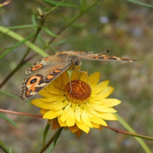 Junonia villida at Kambah, ACT - 23 Dec 2020 01:55 PM