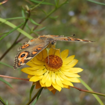 Junonia villida (Meadow Argus) at Kambah, ACT - 23 Dec 2020 by MatthewFrawley