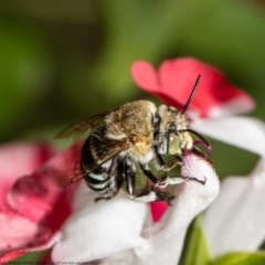 Amegilla sp. (genus) (Blue Banded Bee) at Macgregor, ACT - 25 Dec 2020 by Roger