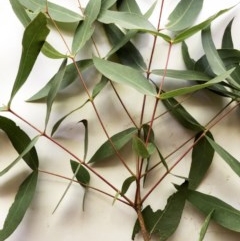 Eucalyptus elata (River Peppermint) at Hughes Garran Woodland - 25 Dec 2020 by ruthkerruish