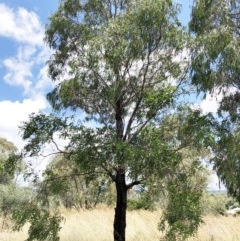 Eucalyptus elata at Hughes, ACT - 25 Dec 2020