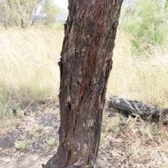 Eucalyptus elata at Hughes, ACT - 25 Dec 2020