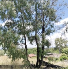 Eucalyptus elata at Hughes, ACT - 25 Dec 2020