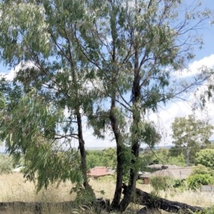 Eucalyptus smithii at Hughes Garran Woodland - 25 Dec 2020 12:24 PM