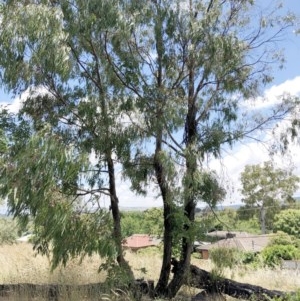 Eucalyptus smithii at Hughes Garran Woodland - 25 Dec 2020