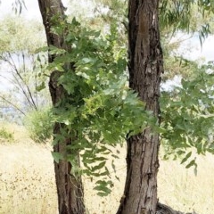 Eucalyptus elata at Hughes, ACT - 25 Dec 2020