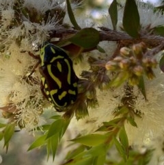 Eupoecila australasiae (Fiddler Beetle) at Murrumbateman, NSW - 25 Dec 2020 by SimoneC
