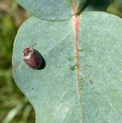 Paropsisterna m-fuscum (Eucalyptus Leaf Beetle) at Murrumbateman, NSW - 25 Dec 2020 by SimoneC