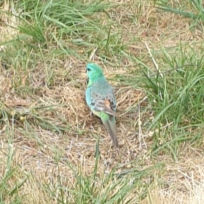 Psephotus haematonotus (Red-rumped Parrot) at Belconnen, ACT - 25 Dec 2020 by Rixon