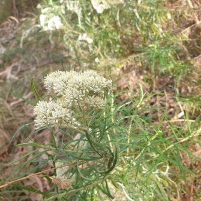 Cassinia longifolia (Shiny Cassinia, Cauliflower Bush) at Lake Ginninderra - 25 Dec 2020 by Rixon